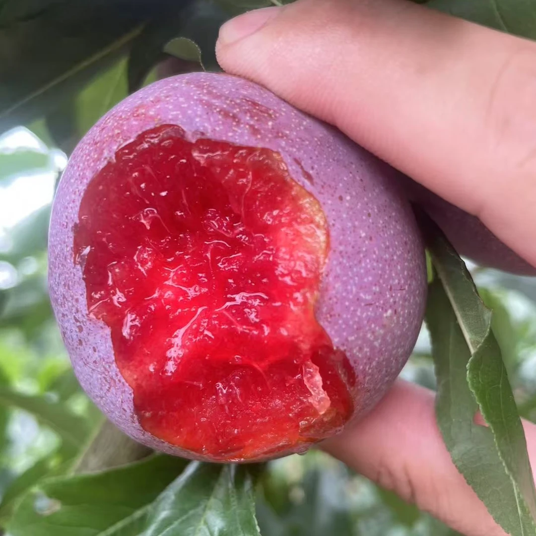 [红心芙蓉李]顺丰京东福建特产树上熟李子新鲜现摘发货 1-5斤