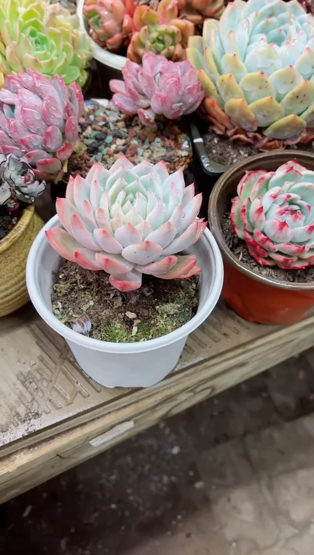 【闪购商品】21002