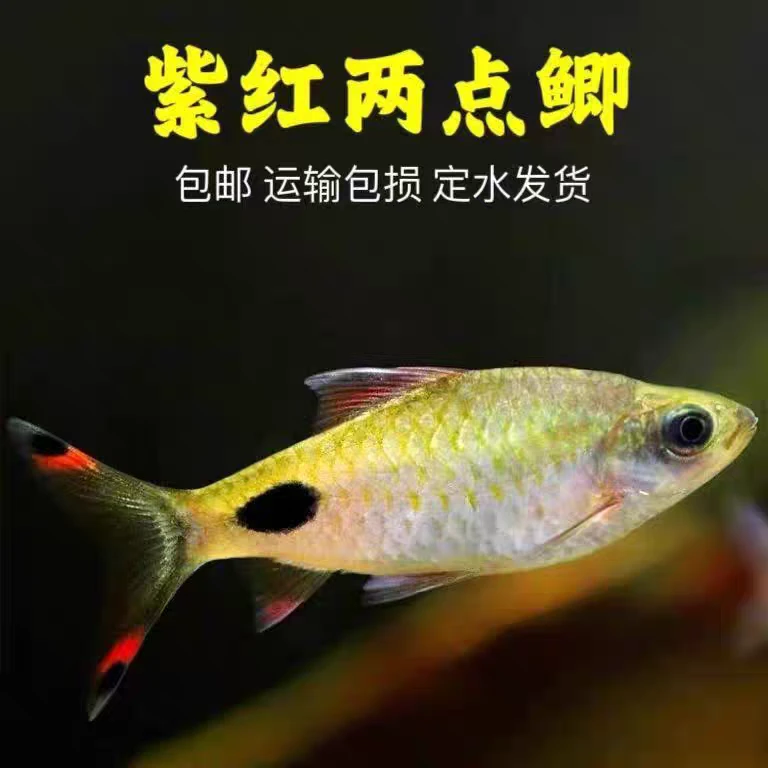 紫红两点鲫原生溪流鱼草缸群游鱼耐寒金斯鲃热带鱼小型鱼温顺好养