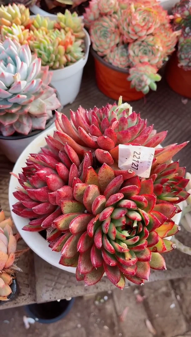 【闪购商品】22126