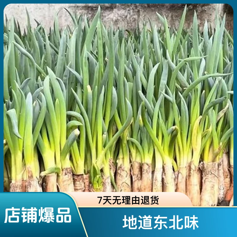 东北吉林发芽小葱新鲜小葱现挖现发地道东北味顺丰包邮