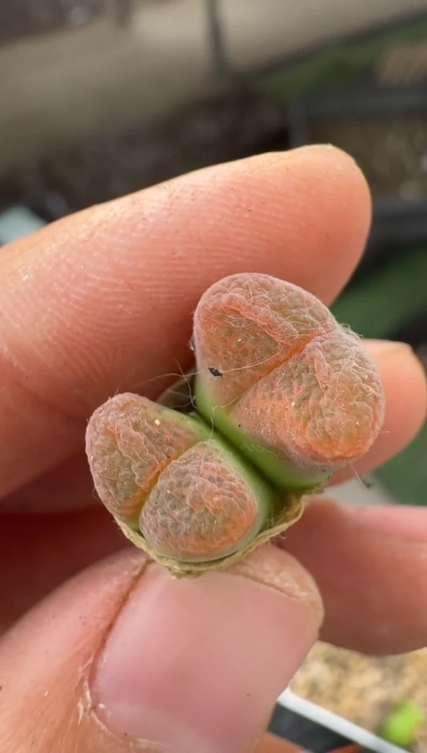 美丽的肉石头（25-31）-344甜柚