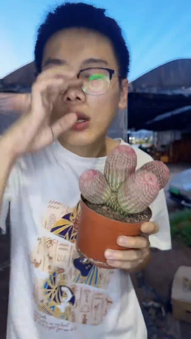 4头起发 红太阳【带根】