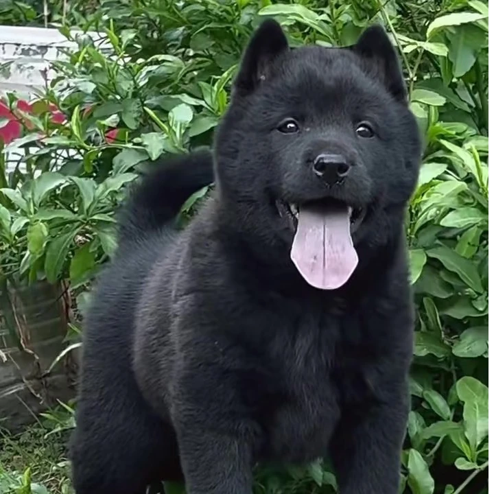 中华，五黑犬世家， 阿雄 ，线上全款下单