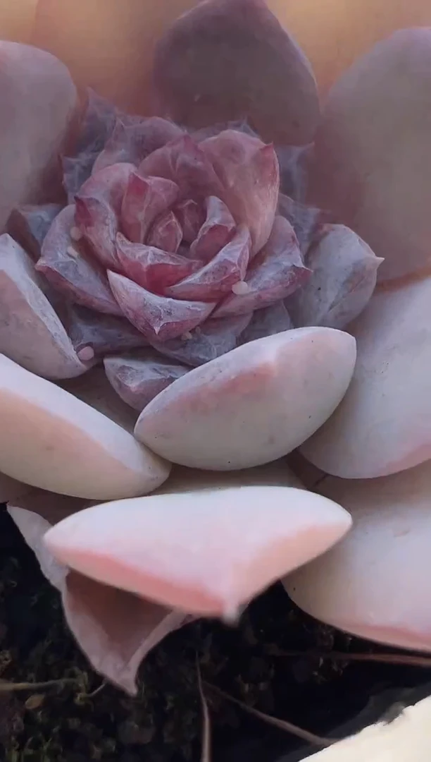 【闪购商品】福利款多肉-104