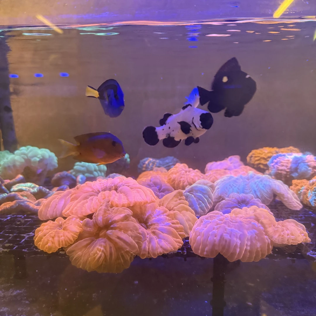 （点点）鱼客海洋珊瑚海缸造景