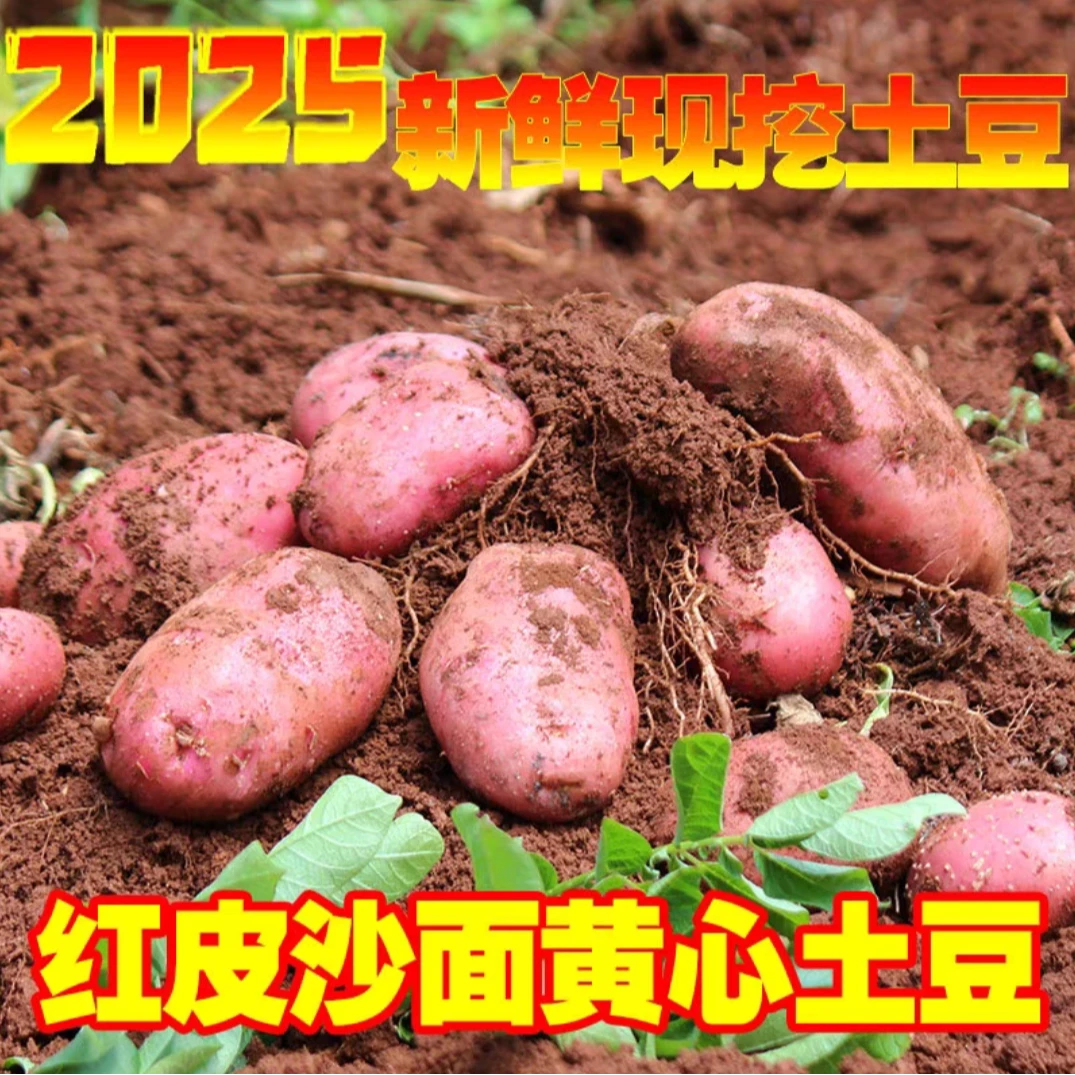 云南红皮黄心土豆精品中大果新鲜现挖露天种植粉糯香面农家自种