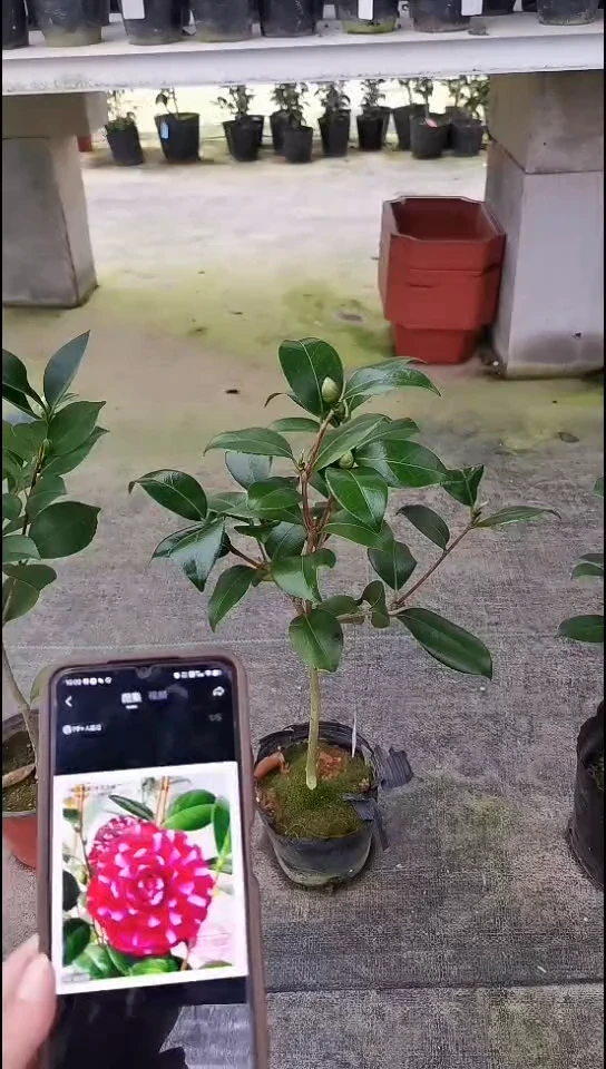 完全开放帕克雷欧