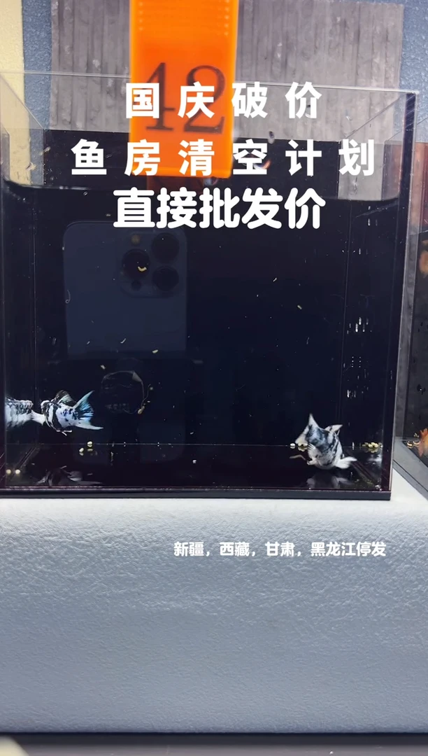 孔雀鱼玛丽一对编号42