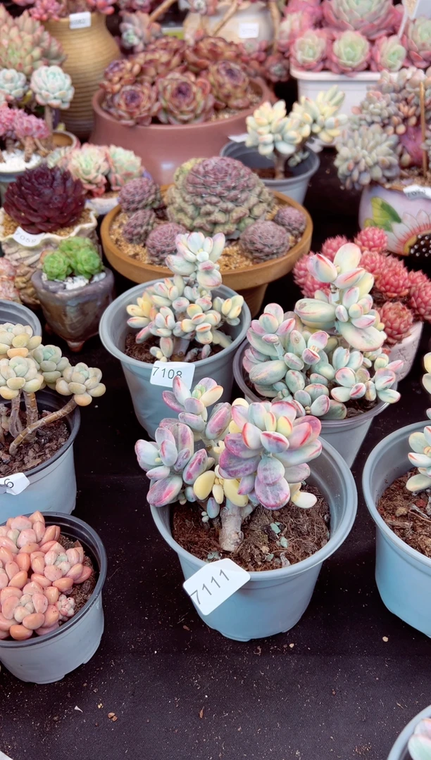 【闪购商品】7111乒乓福娘锦多肉