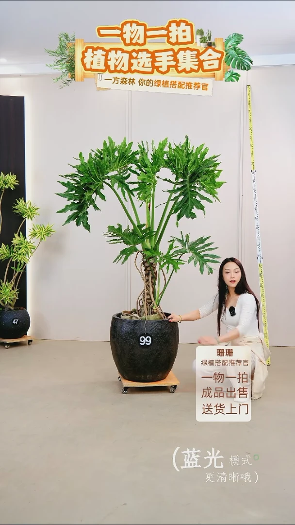 无花朵宇*龙鳞春羽连盆种好栽好一整套送货上门