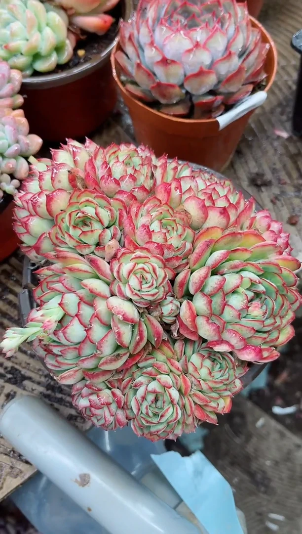 【闪购商品】02063