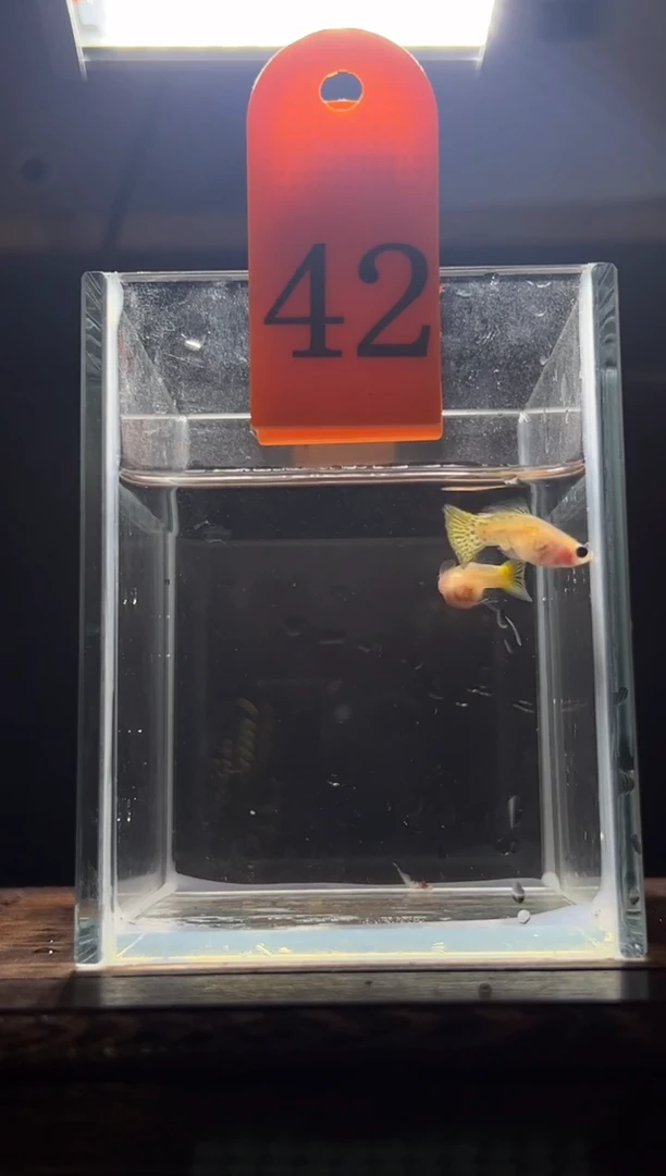 孔雀鱼黄雷丝玻璃猫短C42