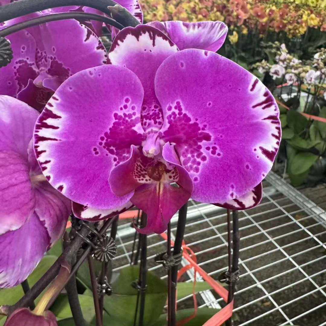 兰屿LYSLAND【幻想图】蝴蝶兰鲜花盆栽
