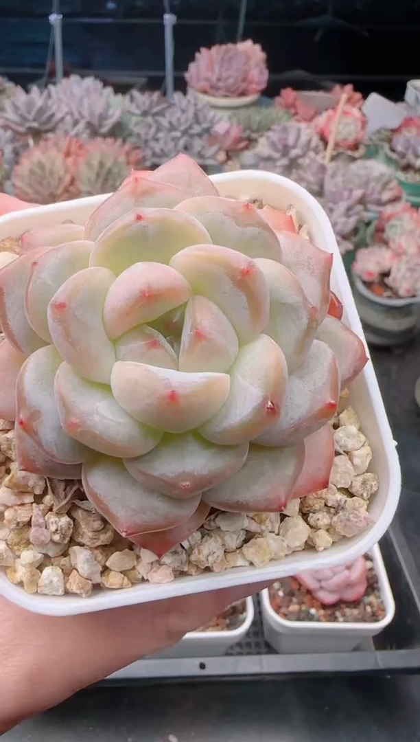 【闪购商品】8721.