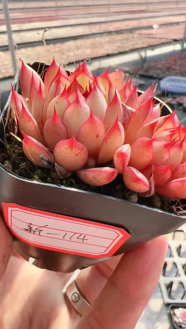 【闪购商品】新-114