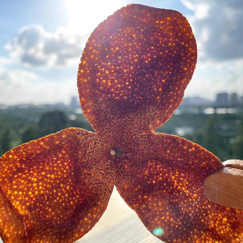 （下乡助农）2024年梅江塞口沙大红皮（油皮仔）