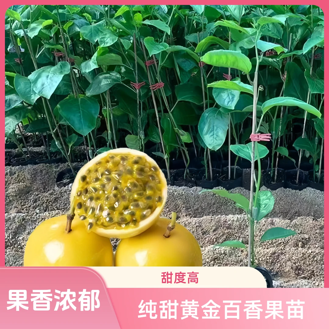 正宗黄金百香果苗钦蜜9号黄金百香果苗正宗黄金百香果苗纯甜无酸