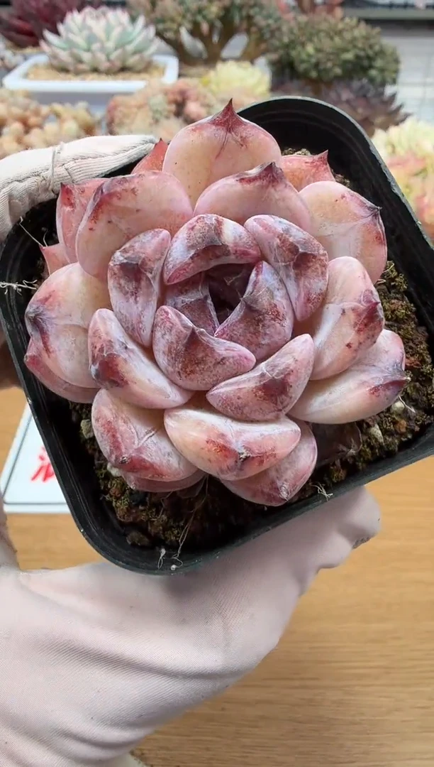 东云多肉园二店-145