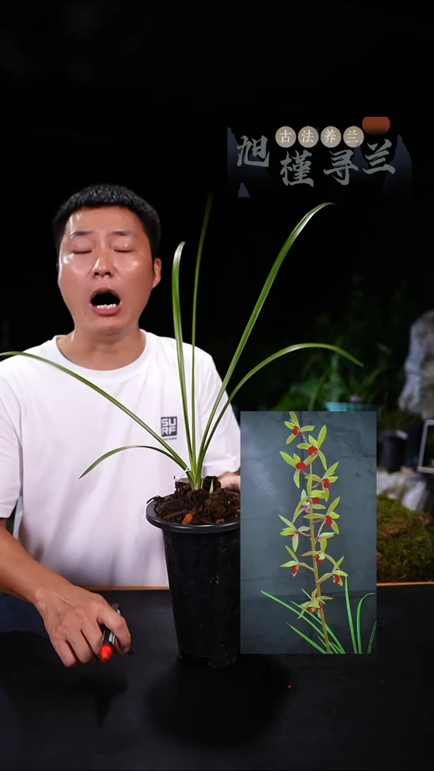完全开放牵****步蕙兰-君红素（前垄单苗）