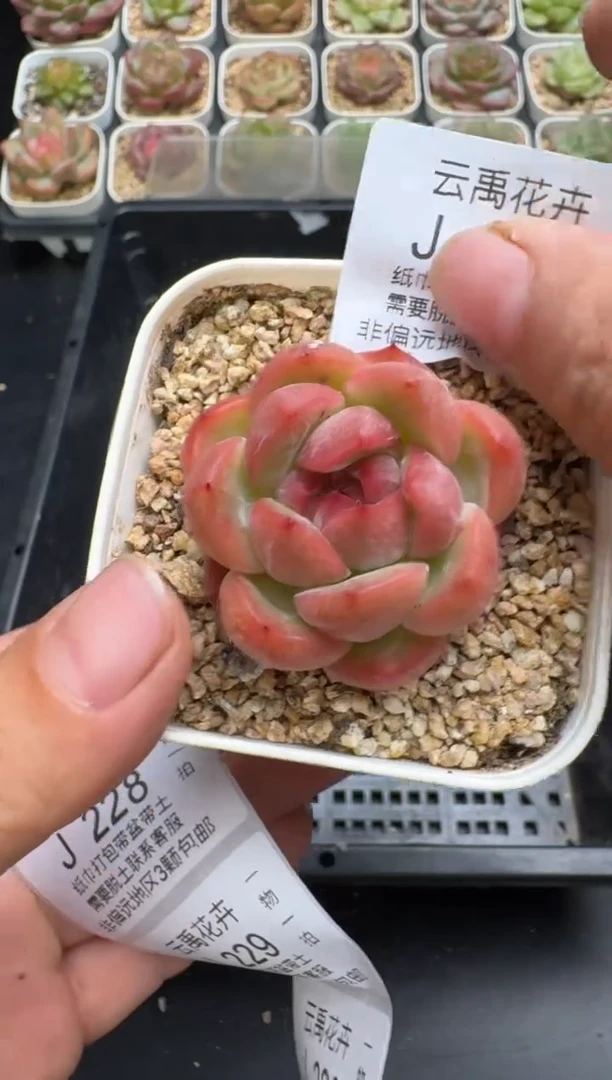 227J云禹多肉植物 带盆土纸巾打包 当天拍3颗包邮