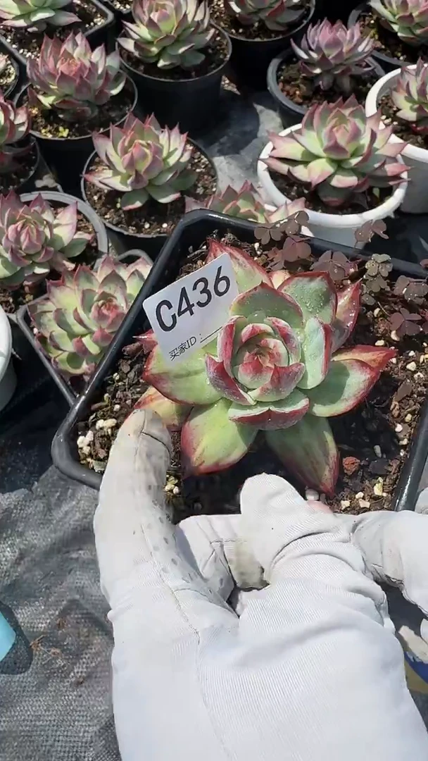 C436惊鸿仙子----（裸根发货）