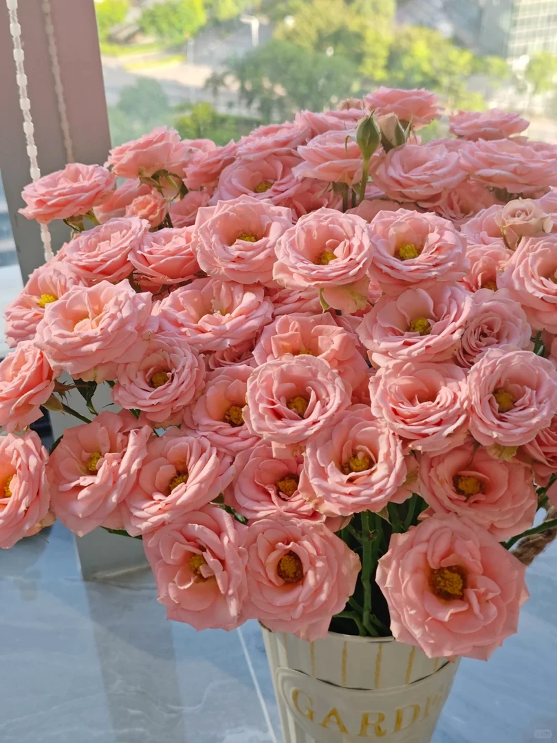 【花谷】露露公主玫瑰 云南现采现发 全场任意两单升级冷链发货