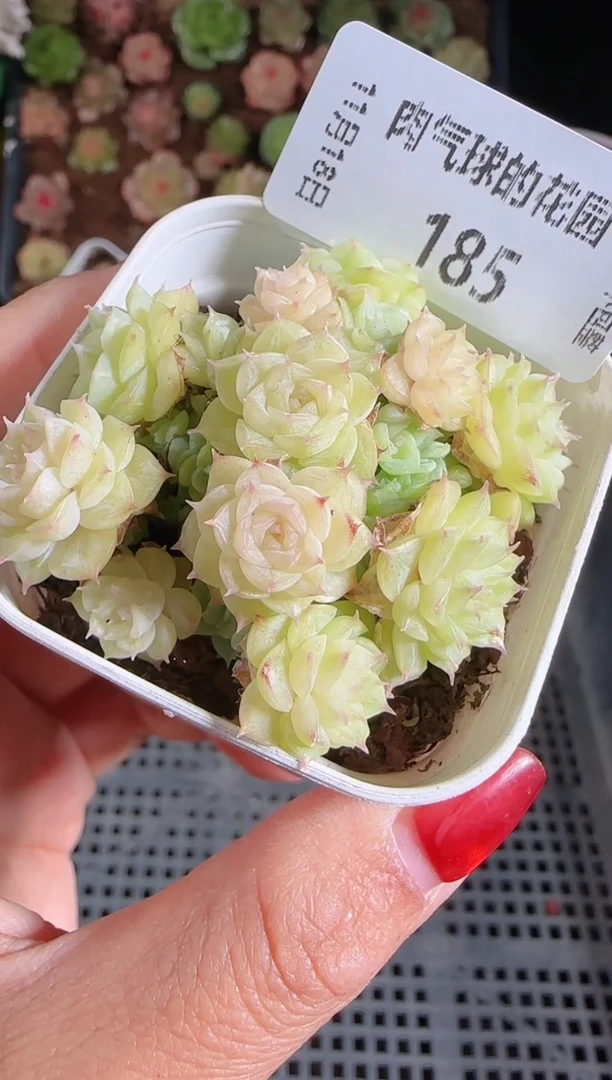1118-185群生不包整