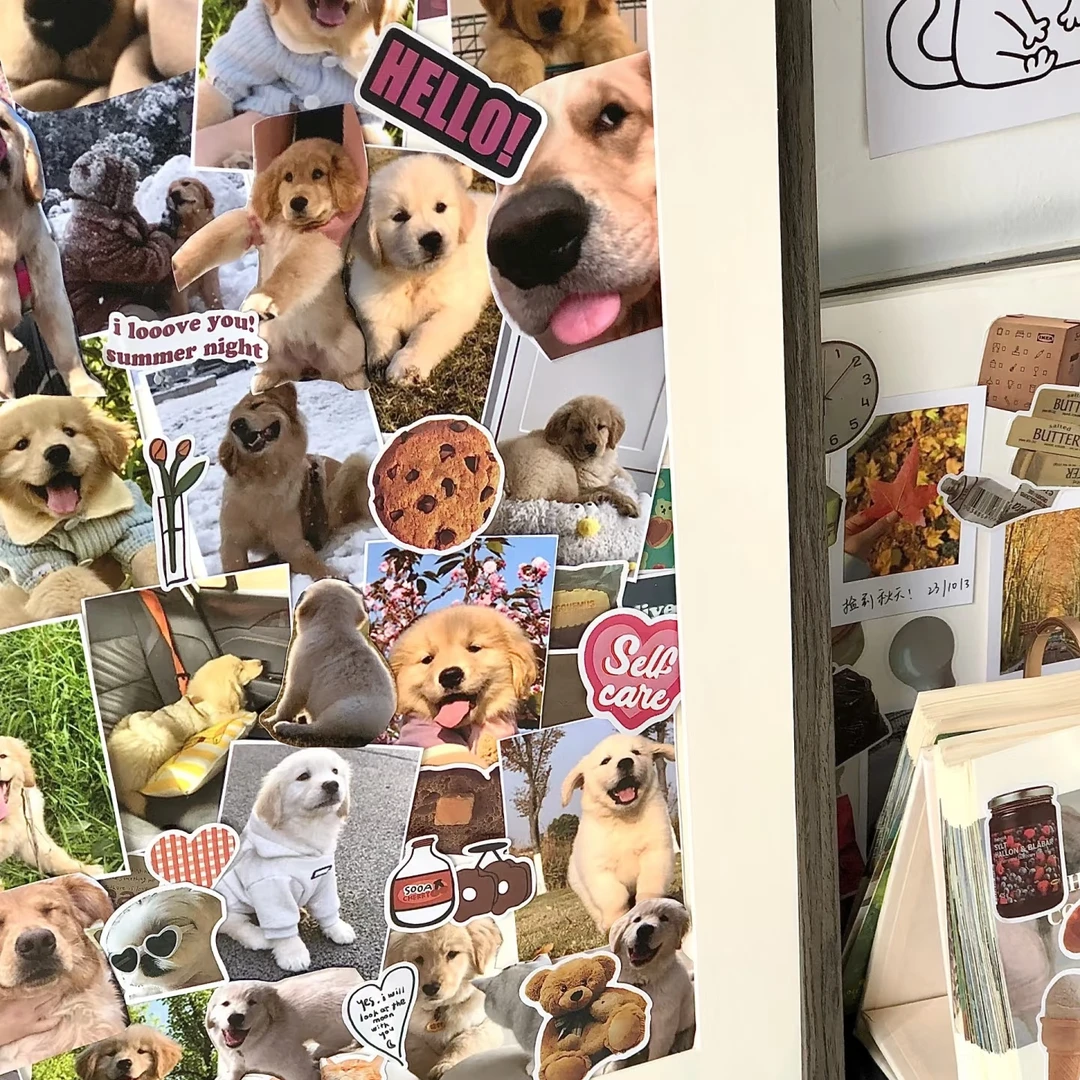 宠物相册直播专属