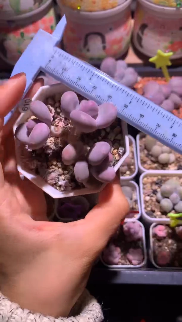 三头彩虹奶酪，满28包邮，不满发一个叶片到付