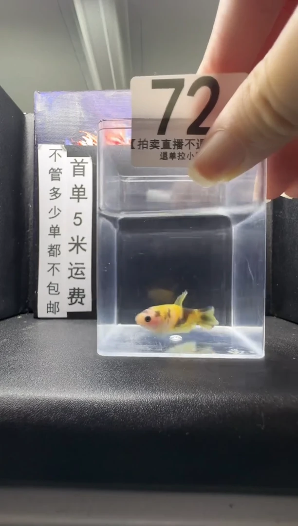 斗鱼母鱼编号：72