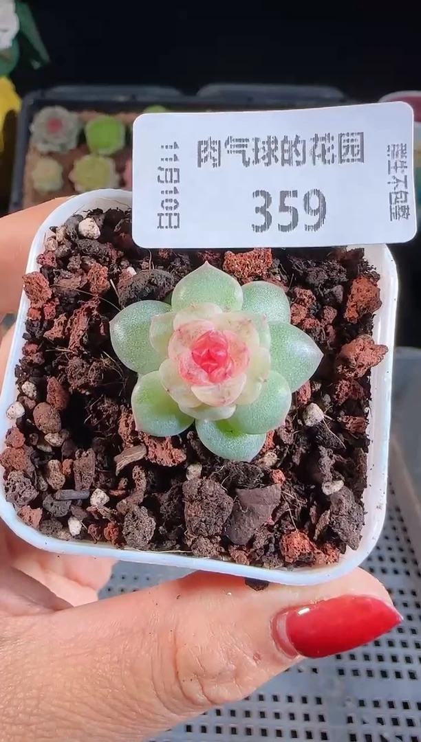 1110-359紫烟群生不包整