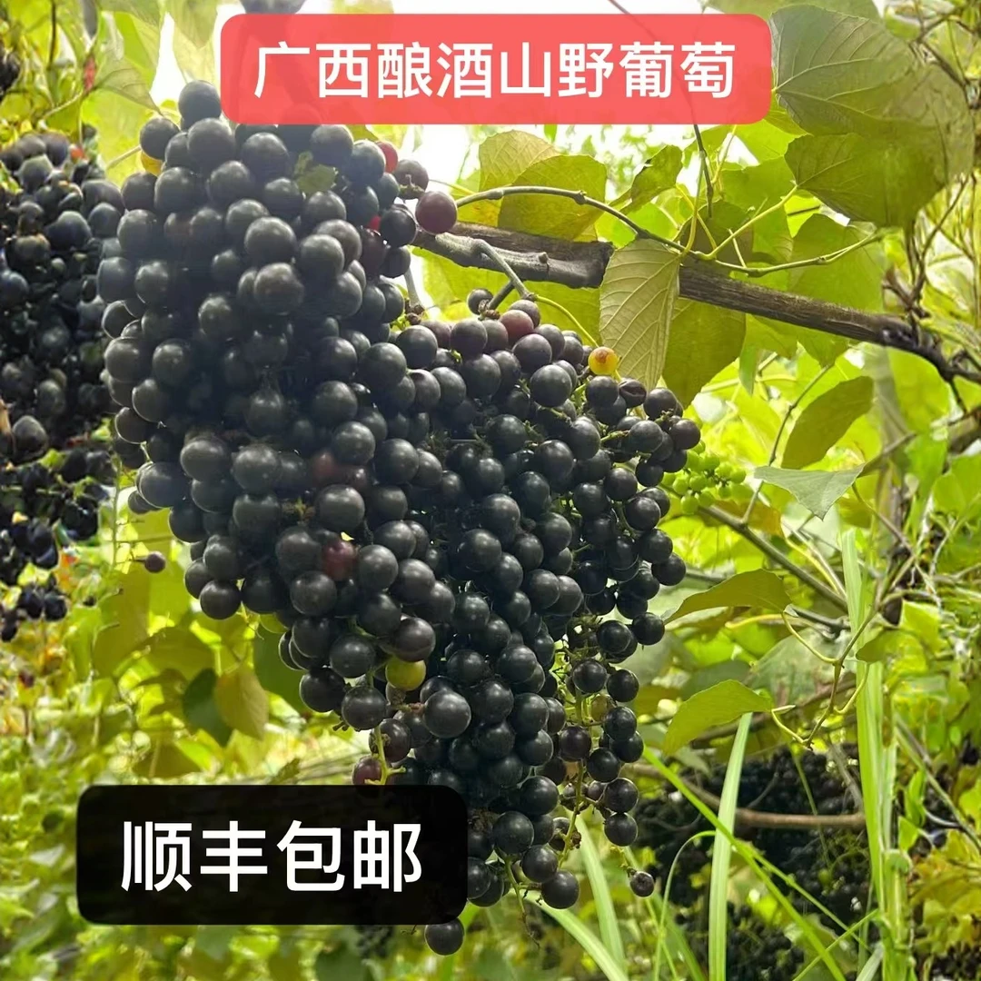 正宗广西罗城山野酿酒葡萄小葡萄新鲜采摘顺丰包邮玫瑰香葡萄