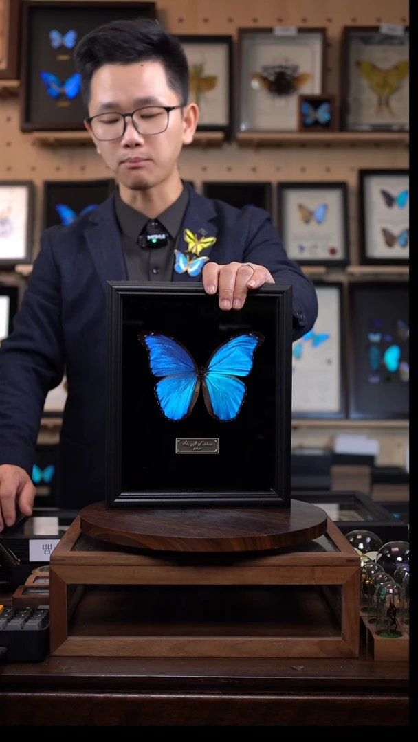 大蓝闪蝶黑绒底版10寸欧式框（带证书）