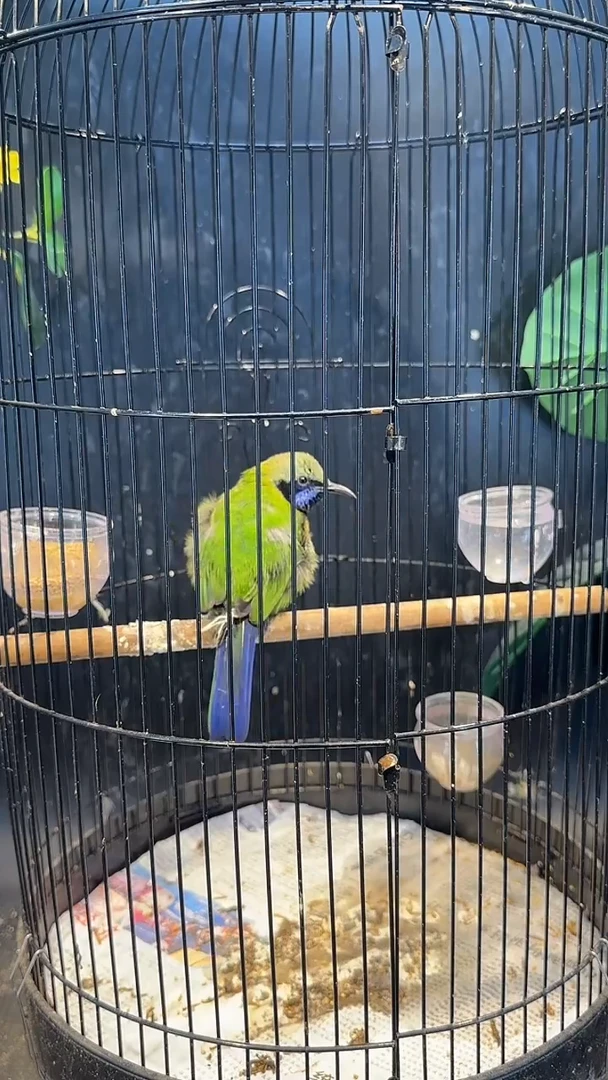 虎皮鹦鹉59号橙腹养笼0元起拍