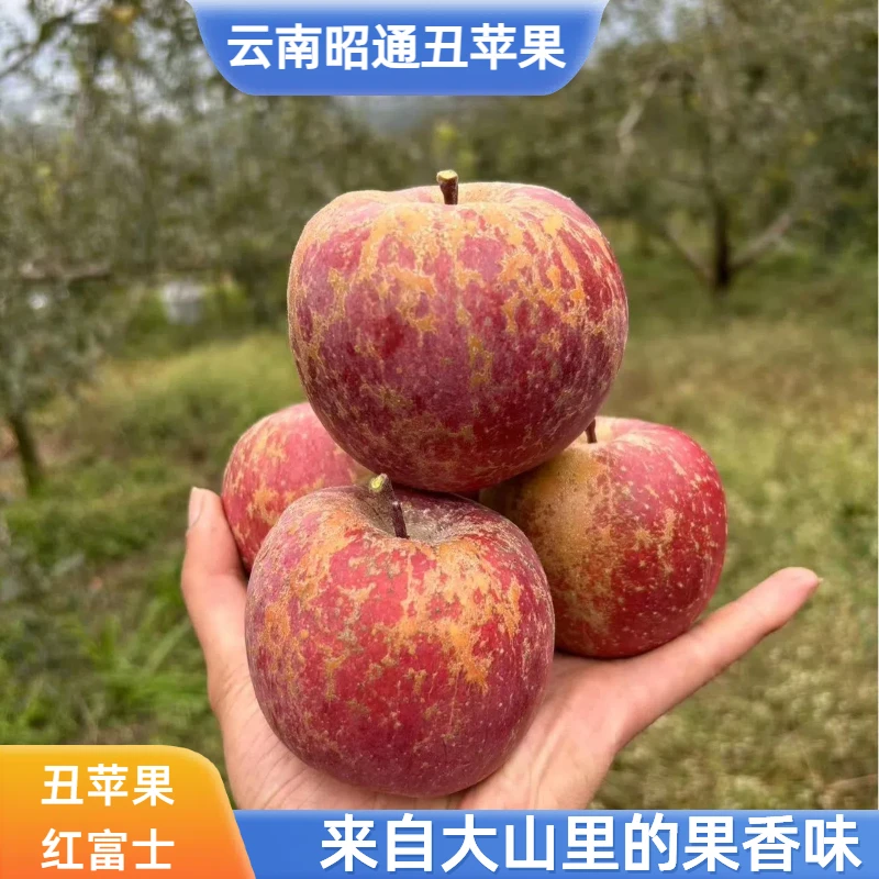 正宗【丑苹果】红富士云南昭通冰糖心苹果产地新鲜脆甜多汁高山水果