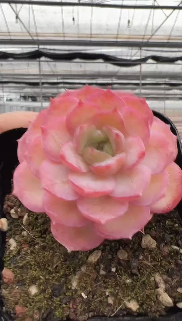 【闪购商品】新款多肉-187