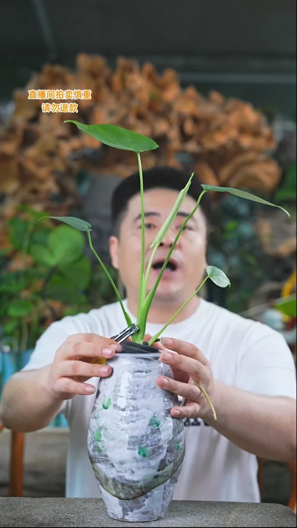 完全开放龟背竹另配瓶子釉色不指定000T