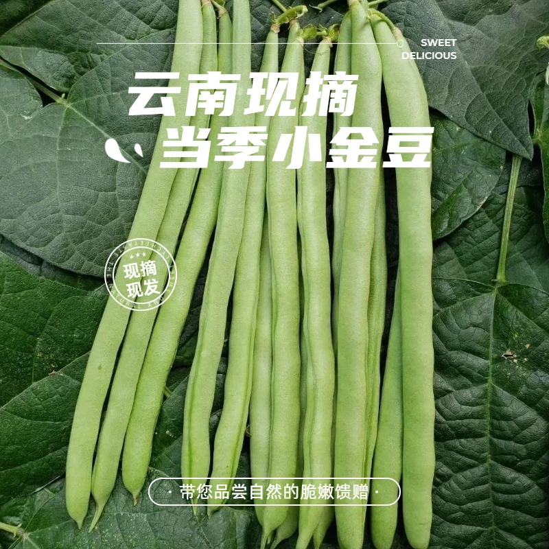 云南高原现摘小金豆豆角新鲜四季豆3斤/5斤装产地直发zs2