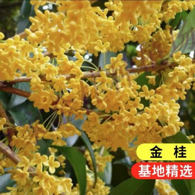 桂花树苗四季桂花盆栽大树丹桂金桂庭院浓香型花卉植物室内开花