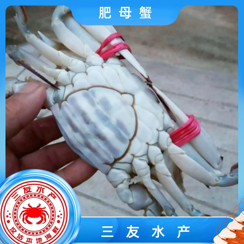 【保鲜不保活】渤海湾野生吃肉母蟹 2-6斤 每只2-5两 三友海鲜水产