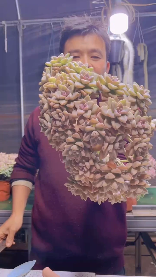 137淡雪缀化一物一拍