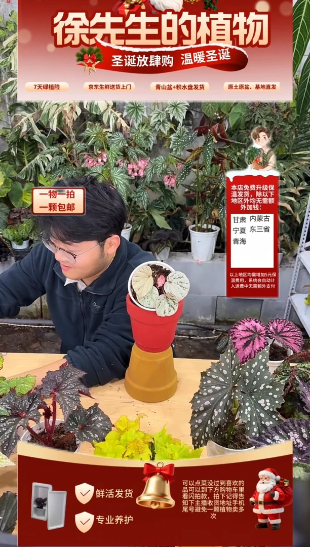 完全开放蜜桃秋海棠