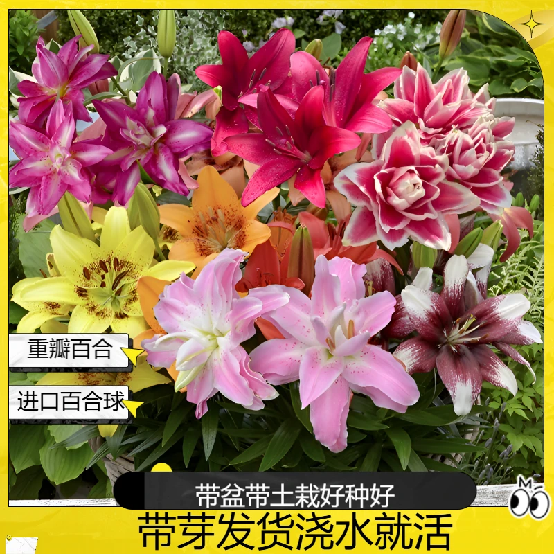 进口LA双重瓣百合种球OT室内外种植阳台院子开花香水花球