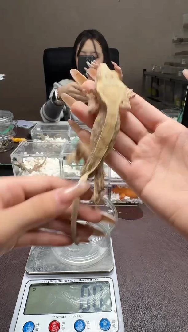 睫角守宫鳞与尾 Scale Tail 爬宠J200