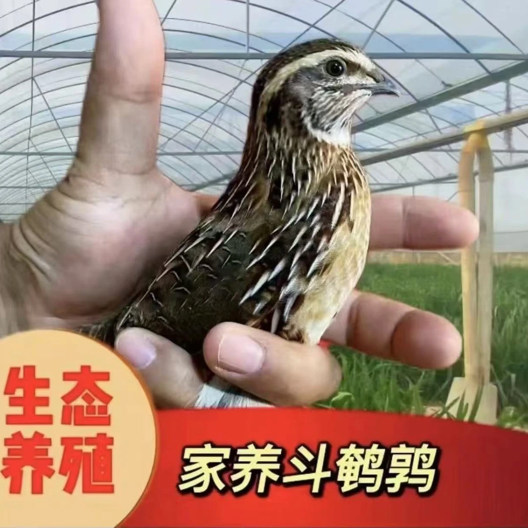 斗鹌公鹌鹑 鹌鹑生鲜（可发活体）