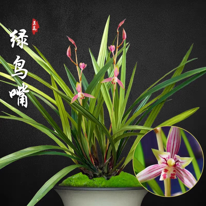 绿鸟嘴兰花盆栽绿植花卉