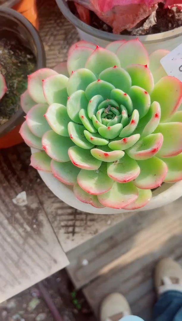 有****＞跃跃精品多肉05119