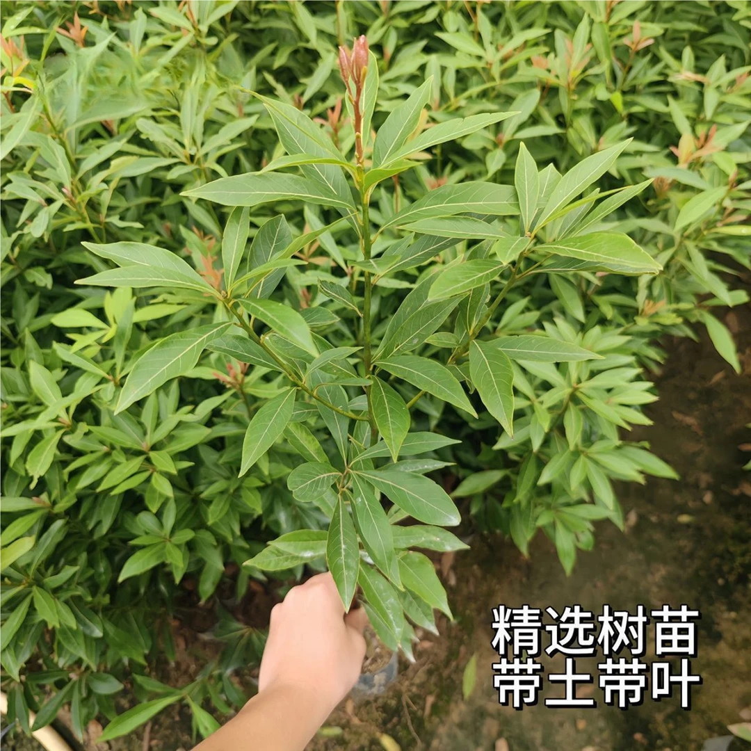原土金丝楠木树苗室内正宗批发基地直发庭院名贵树苗绿化盆栽四季