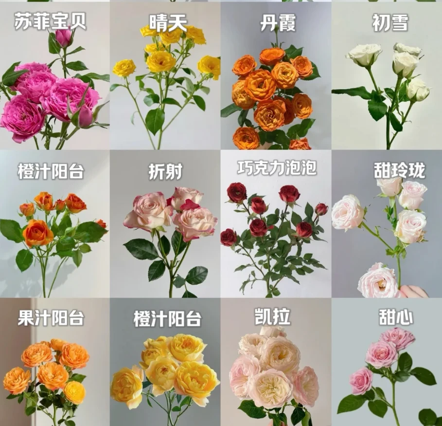 【云边花卉】混色多头玫瑰 收到货一定要醒花